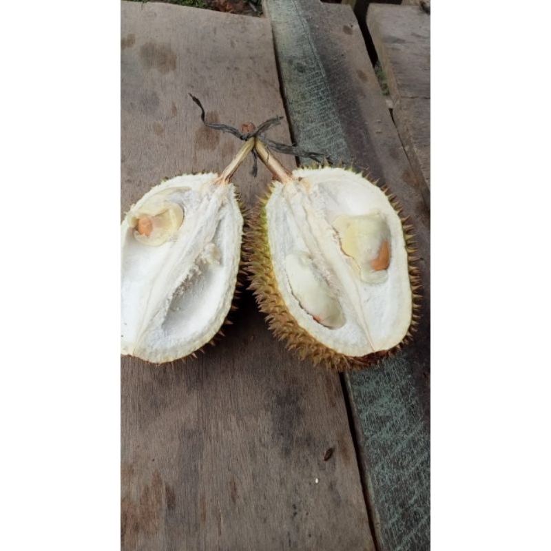 

DURIAN MUSANGKING ASLI DARI POHON HARGA HEMAT