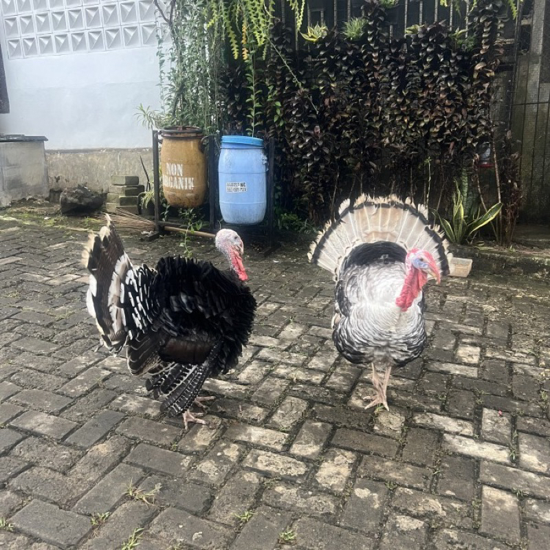 ayam kalkun dewasa indukan pilihan rawatan