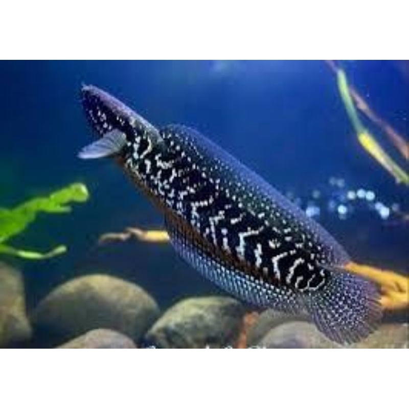 Hiasan Aquarium Chana Asiatica WS 7-8cm