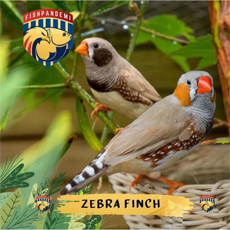 Zebra Finch Aussy Jantan dan Betina/Zebra Finch Import (Medium)/Finch Sepasang