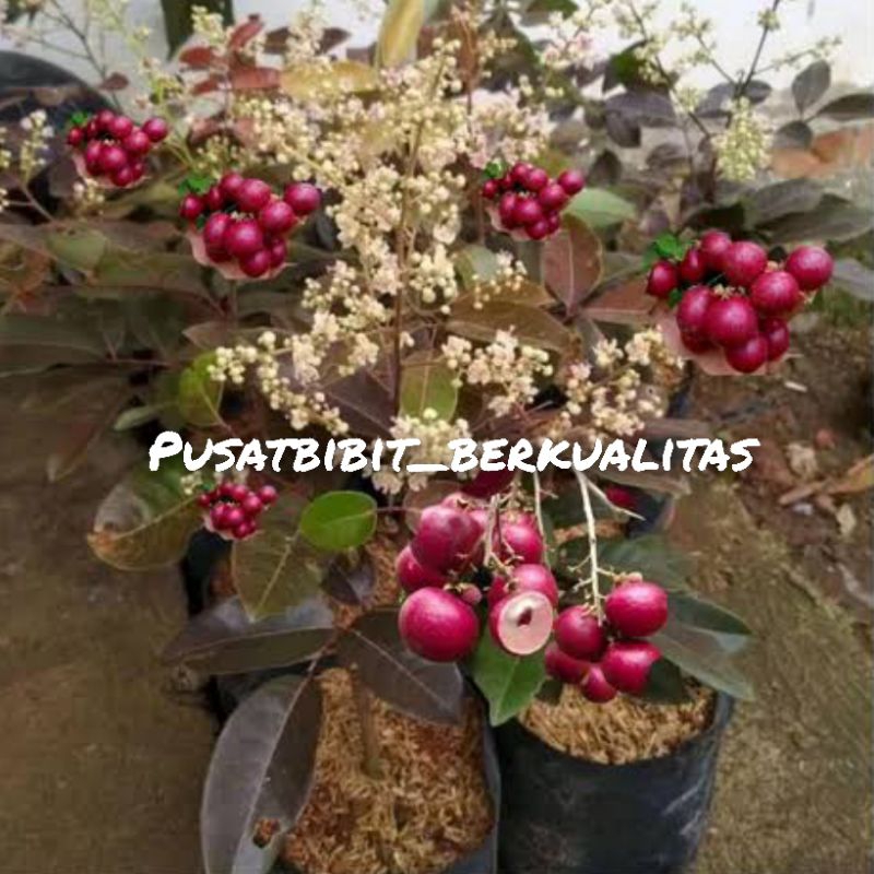 bibit kelengkeng merah berbunga