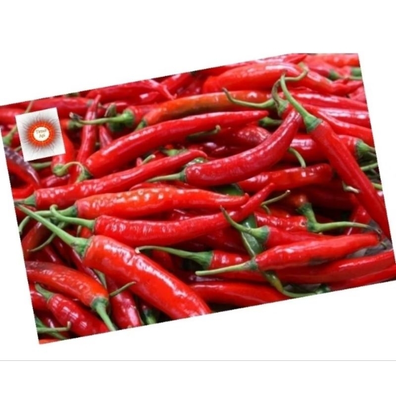 

Cabe merah besar 500gram fresh / cabe besar