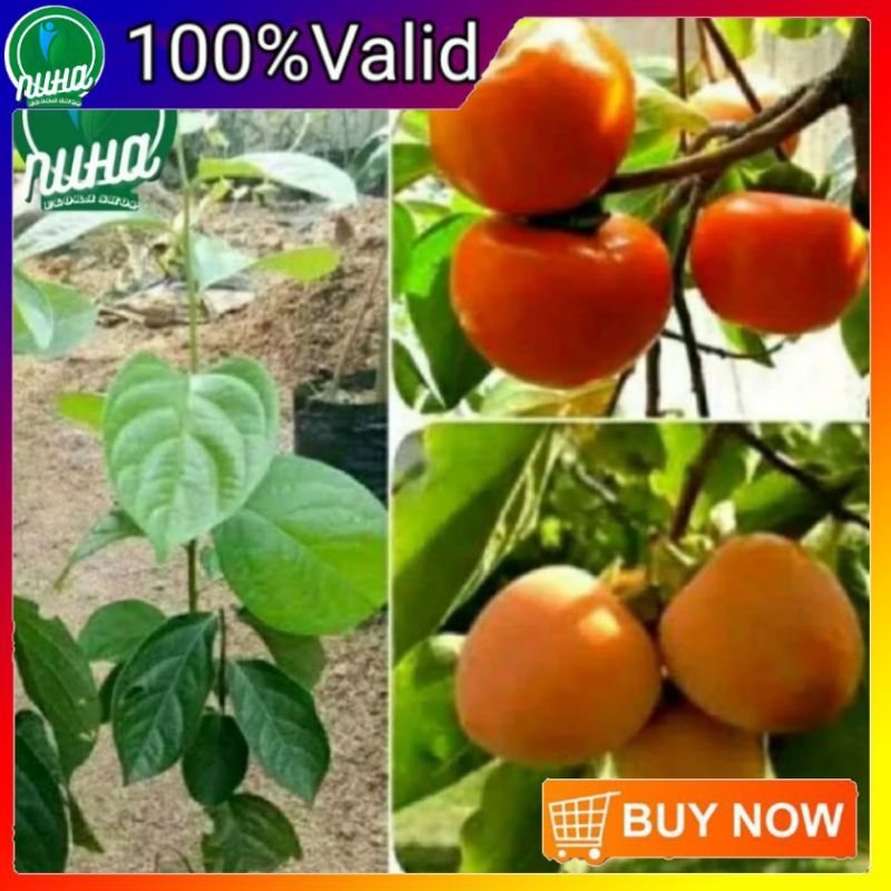 Bibit buah kesemek, buah kesemek super genjah