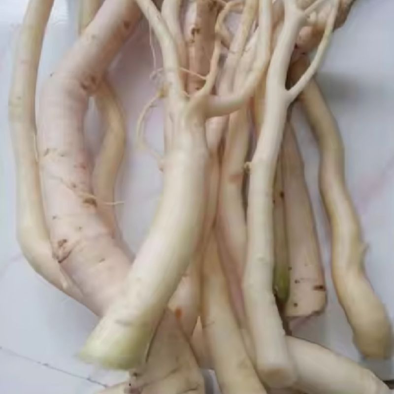 

akar pepaya jantan segar