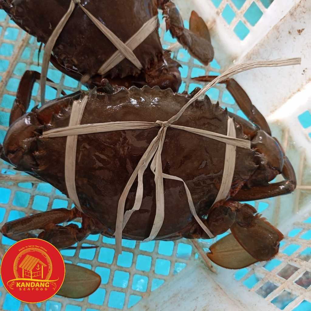 

Kepiting Bakau Papua Hidup / Kepiting Jantan Papua 1 Kg