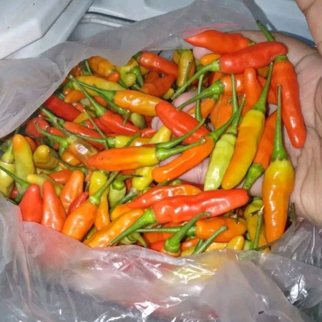 

CABE SETAN / CABE RAWIT 100 GRAM