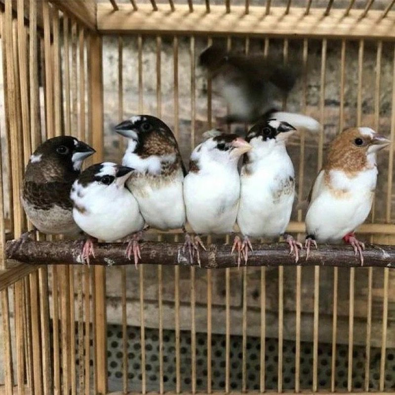 Burung Emprit Jepang Emje Finch Sepasang Pilihan