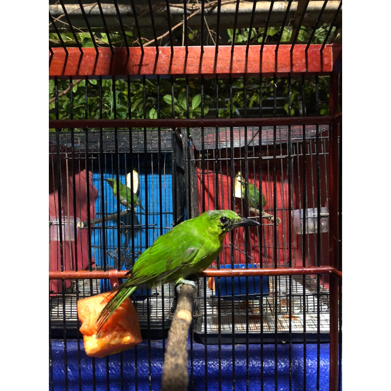 CUCAK IJO TROTOL SUPER BODY BIG MULUS
