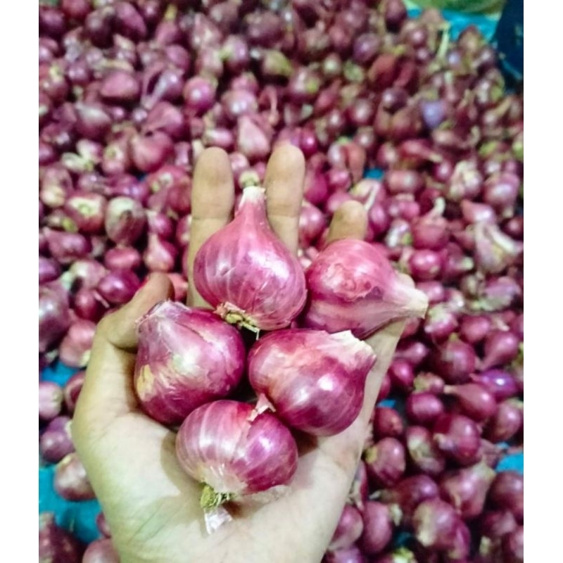 

Termurah Bawang Merah Lokal Kering Kemasan 1 kg