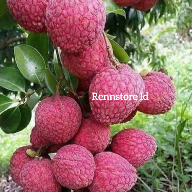 Bibit Buah Leci Merah Unggul