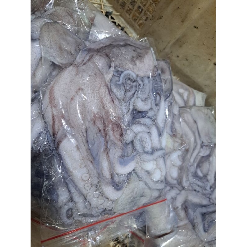 

GURITA KIPAM 500GRAM ISI 3_4 EKOR