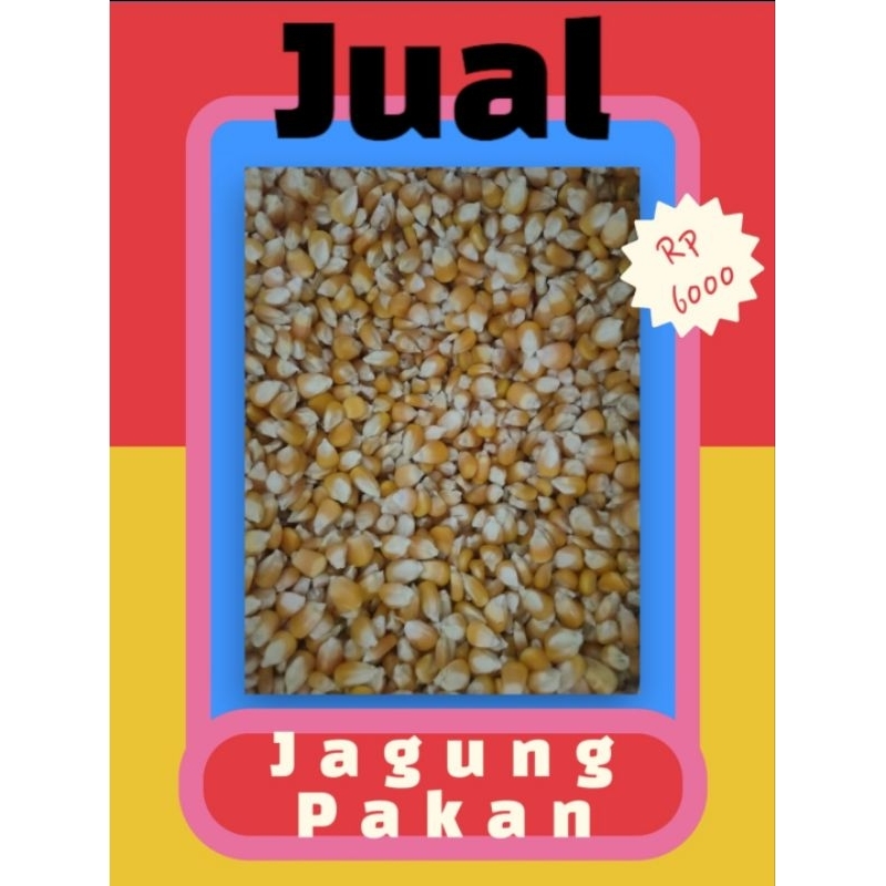 jagung pakan ternak