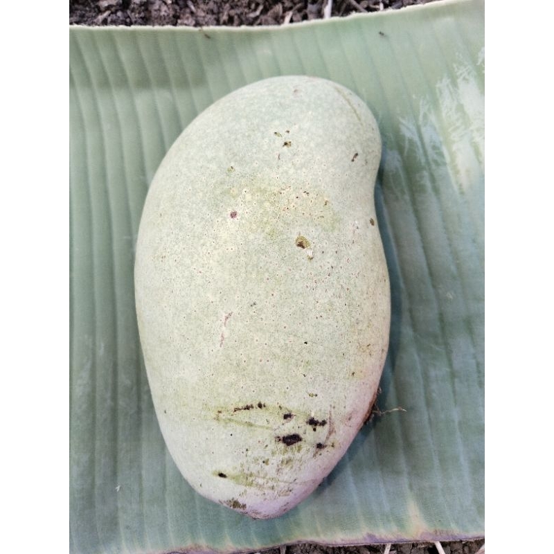 

1,05 kg-1,2 kg mangga jawa asam buat rujak gratis bumbu rujak 100 gr.