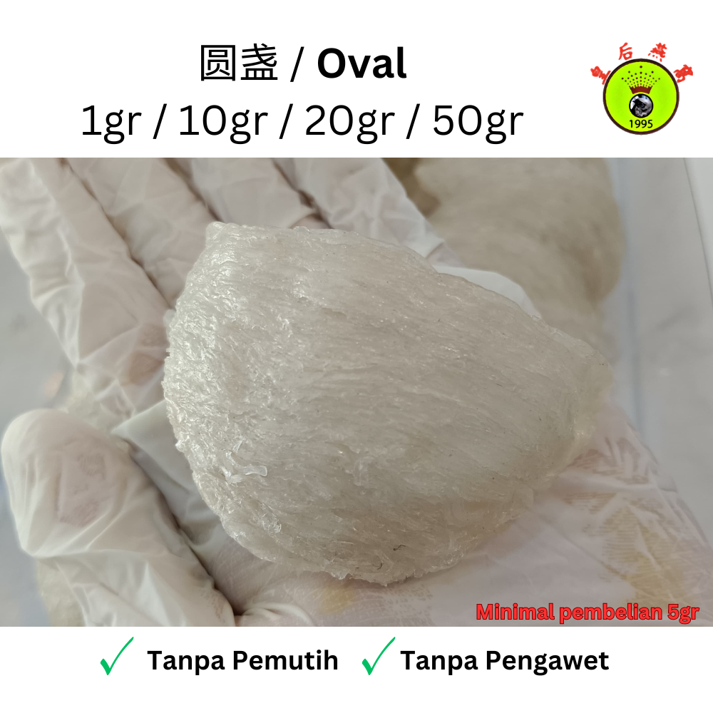 KERING & CUCI BERSIH Natural Sarang Burung Walet Oval