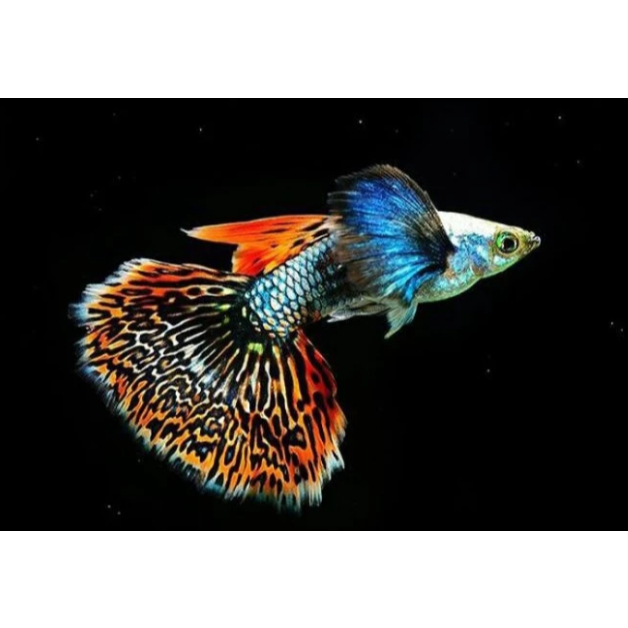 ikan hias guppy PRMBE(platinum red mozaic big ear) sepasang jantan betina trio siap breding hiasan a