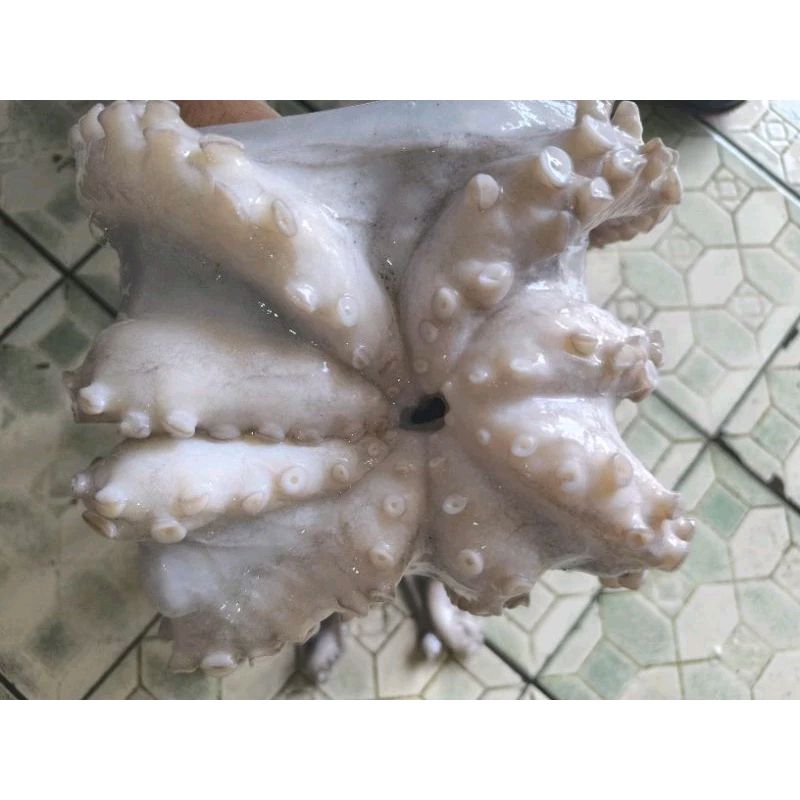 

gurita besar frozen ukuran 1kg-1.9kg per ekor