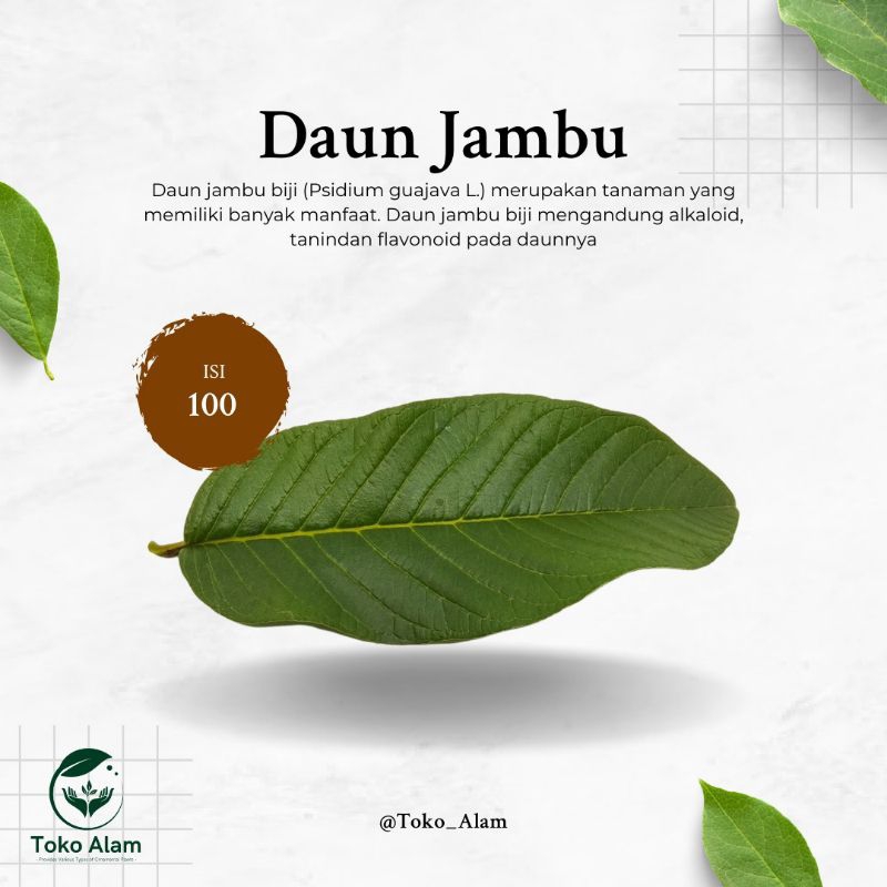 

Daun Jambu Biji 100 Lembar