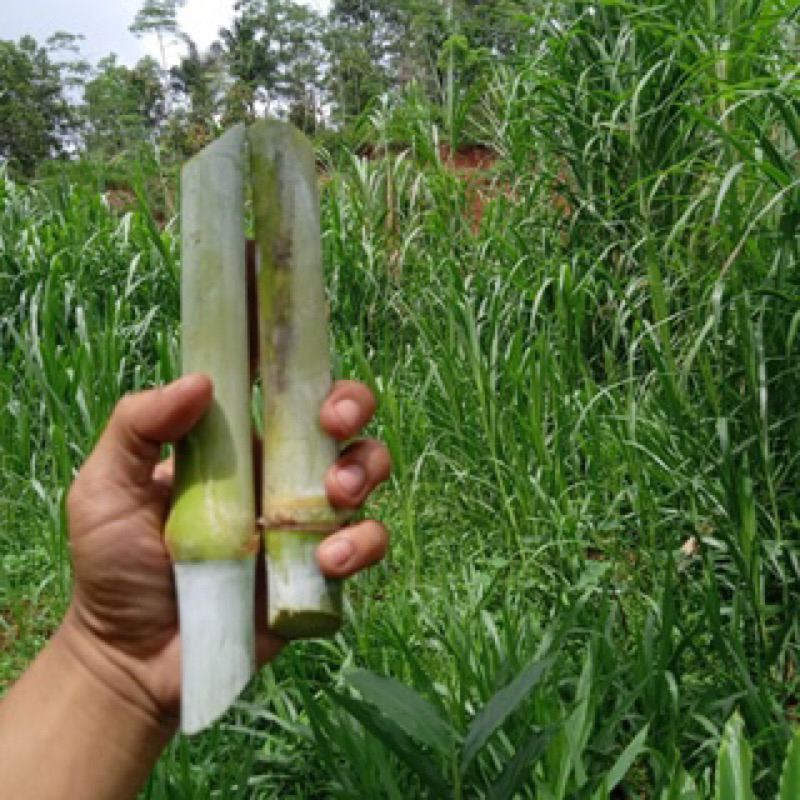 Bibit Rumput Pakcong Super 1 Kg / Bibit Napier Pakcong / Bibit Pakchong Pakan Ternak / Bibit Rumput 