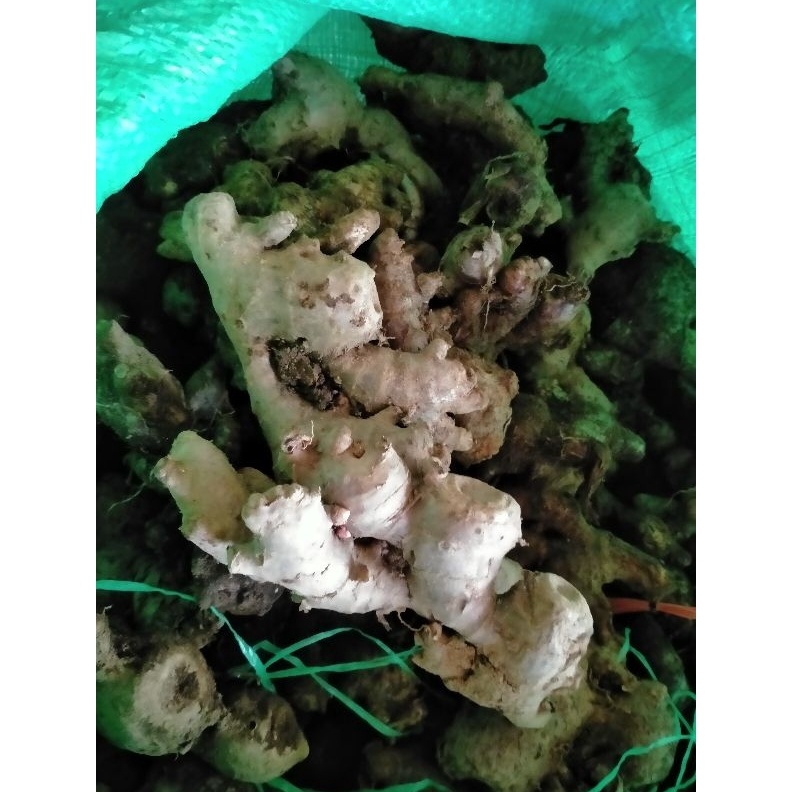 

jahe merah segar 1 kg