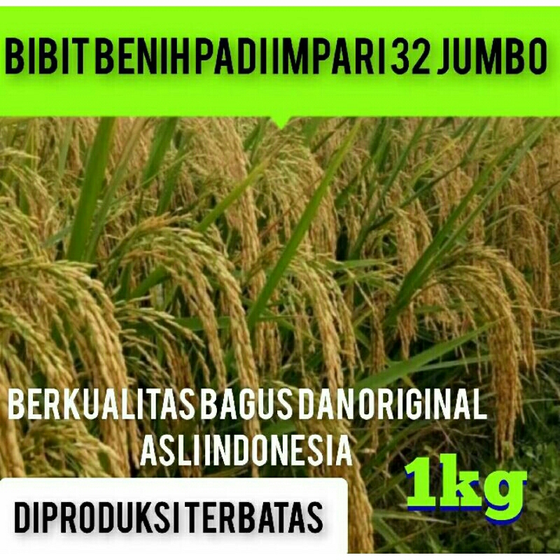 BIBIT PADI PADI INPARI 32 JUMBO BERKUALITAS KEMASAN 10KG