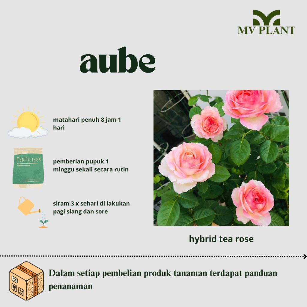 Tanaman Hidup Bunga Mawar Import AUBE- Mawar Wangi - Mawar hidup - Mawar rambat -Bunga mawar