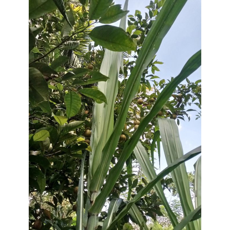 

Daun pala 1kg