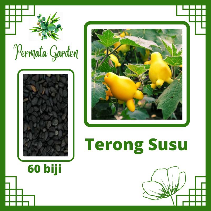 Benih Terong Susu Original
