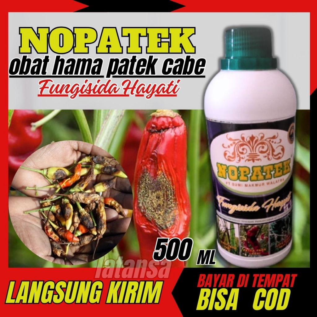 Nopatek fungisida hayati obat Mengatasi Penyakit Patek Tanaman Cabe