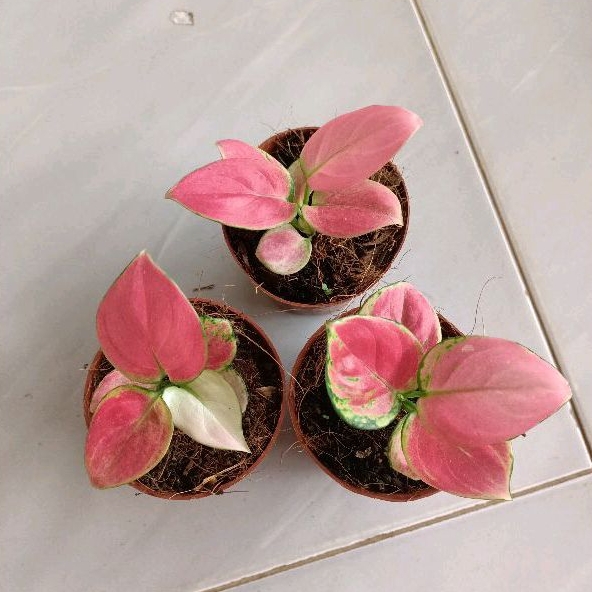 Bunga aglonema baby pink apple paket 3