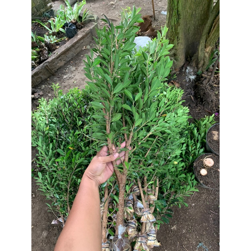 Beringin Kimeng jumbo Super