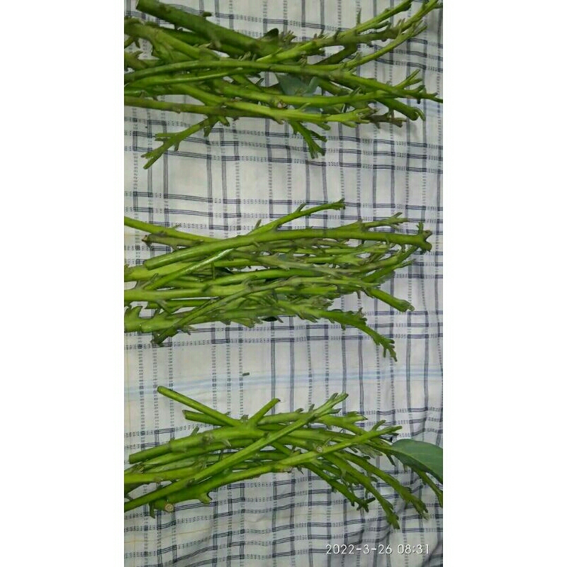 Entres alpukat Import red vietnam, bhokong teen, sab 034