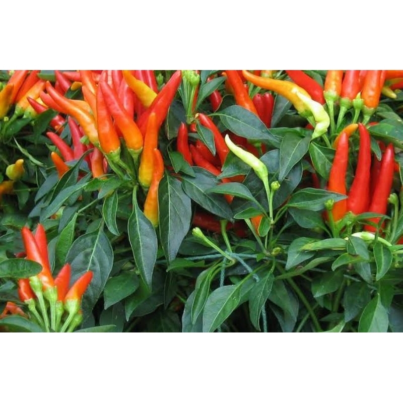 Benih Cabe Rawit  Setan Super Pedas / Benih Cabe / Bibit Cabe Terlaris