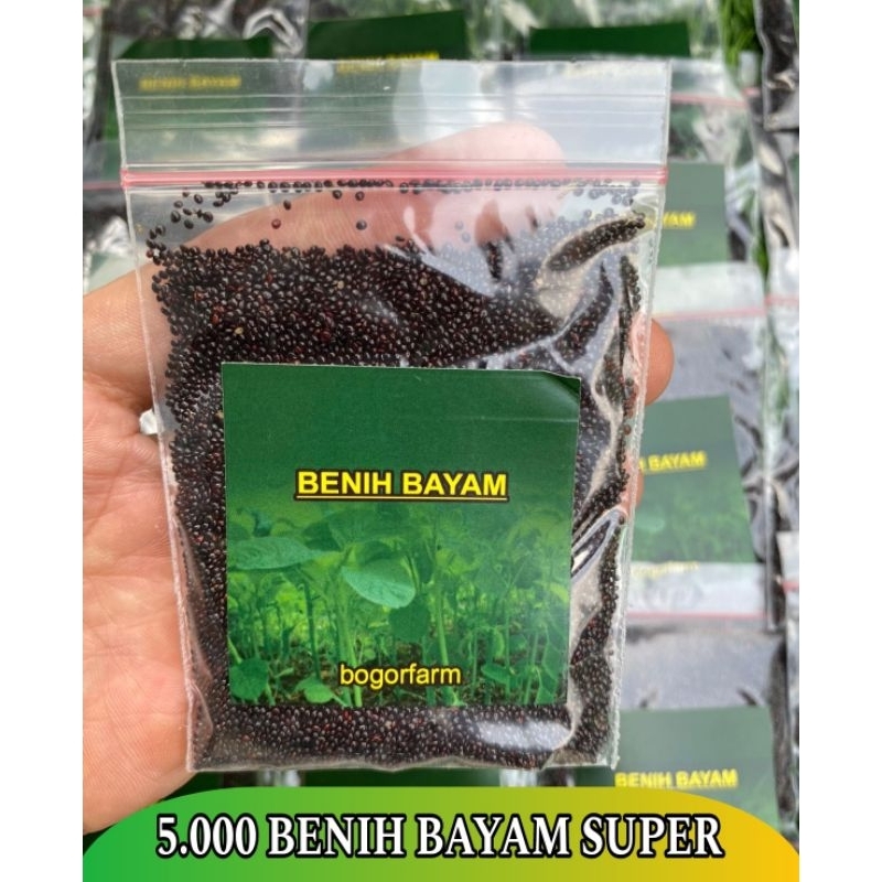 BENIH BAYAM SUPER 5.000 BENIH | SAYUR BAYAM | 100% BAYAM SUPER