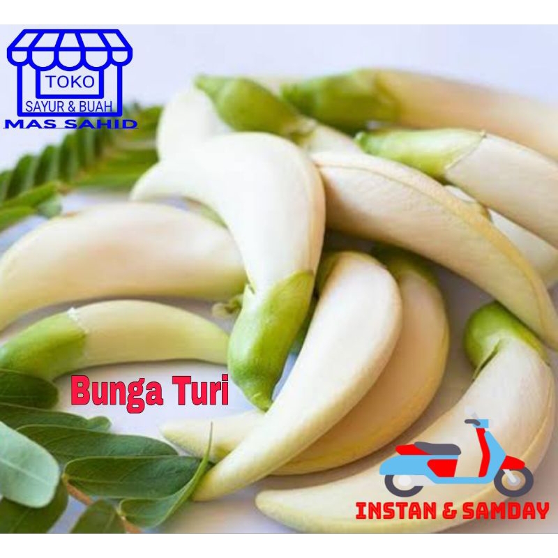 Kembang Turi Bunga Turi