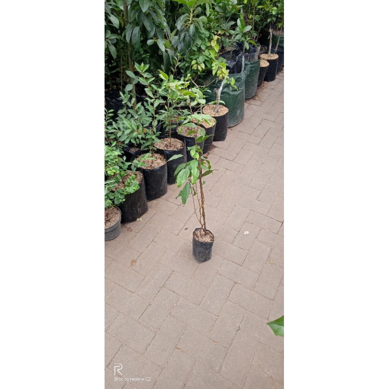 bibit tanaman buah white jaboticaba