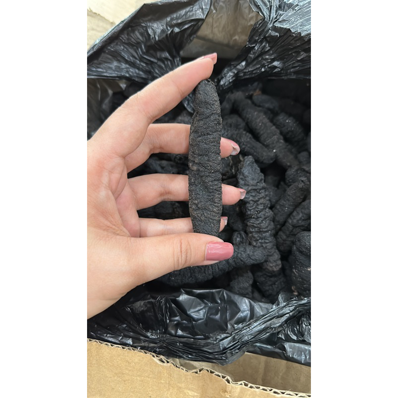 

TERIPANG GAMAT HOISOM HITAM SIZE KECIL 200gr
