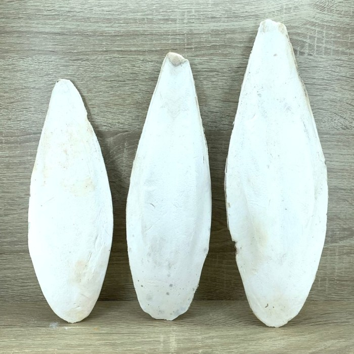 TULANG SOTONG SUPER BERSIH CUTTLEFISH BONE TULANG SOTONG ASINAN BURUNG