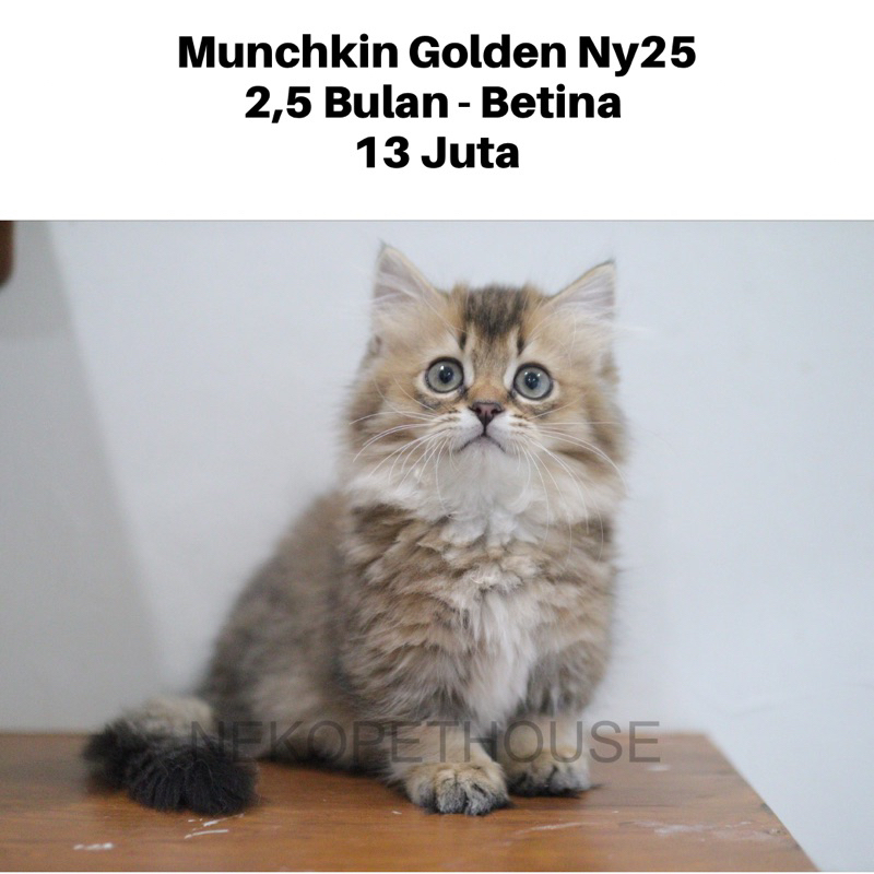 Kucing Kitten Munchkin British Longhair Golden Kaki Pendek
