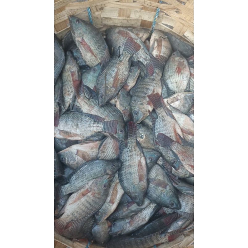 

Ikan Mujair mujaer Nila baru 500gr