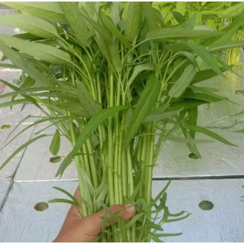 

Sayur daun kangkung segar