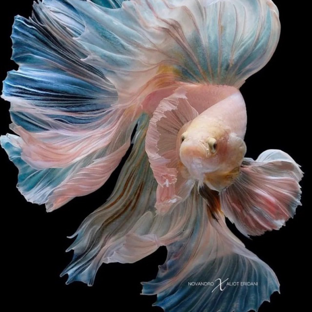 Halfmoon Dumbo/big ear rosetail