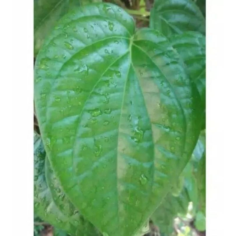 

daun sirih 25 lembar
