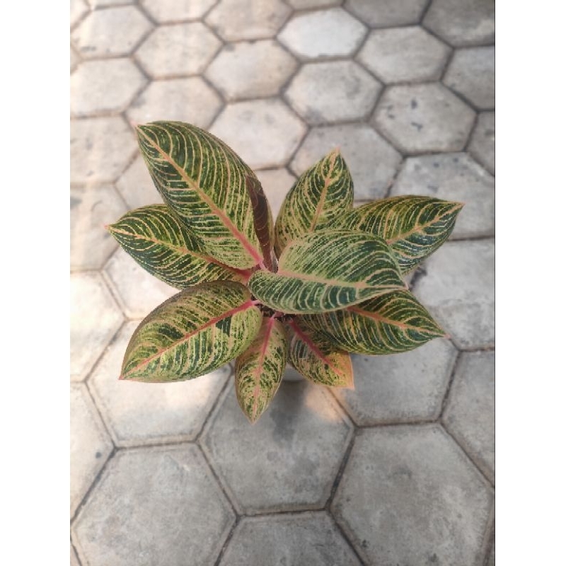 Aglaonema Kresna Golden Konon