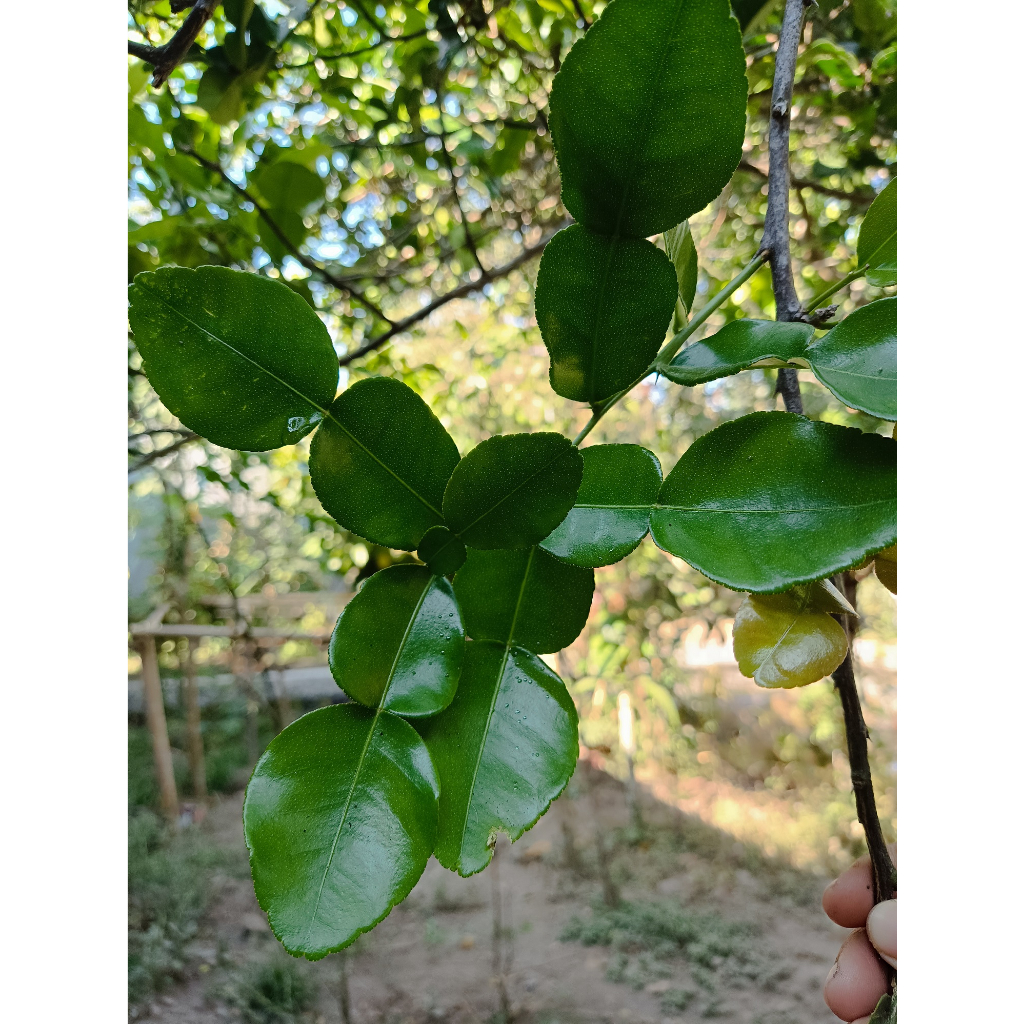 

daun jeruk purut kaffir lime 250 gr