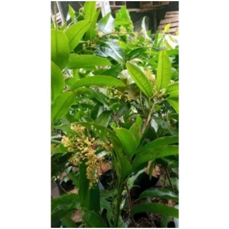 bibit tanaman buah mangga manalagi berbunga