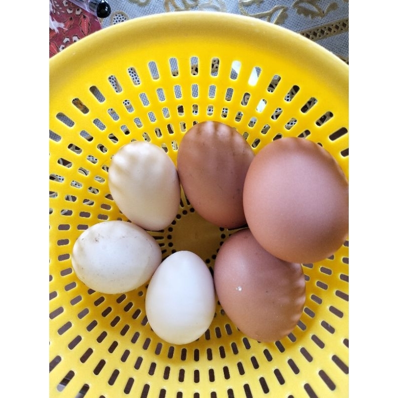 

Telur Ayam Kampung fresh, langsung dari kandang.