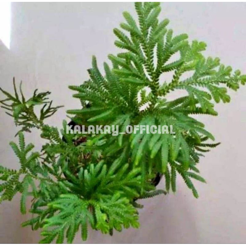 Tanaman Herbal Ceker Ayam / Cakar Ayam Herbal Tradisional