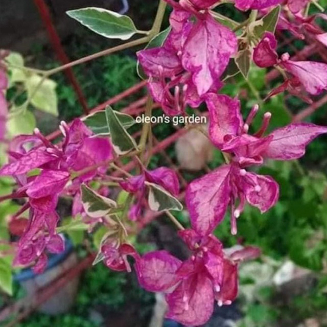 BIBIT BOUGENVILLE BUTTERFLY BIRDWING bougenville import bergaransi