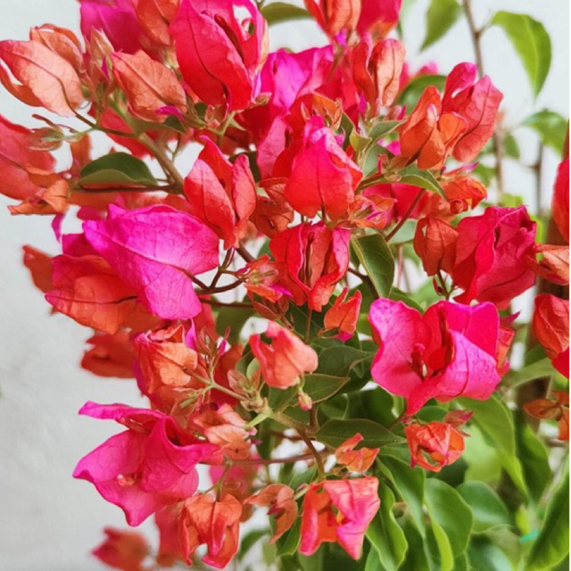 BIBIT BOUGENVILLE ANGGUR ORANGE Bougenville Import Anggur Orange