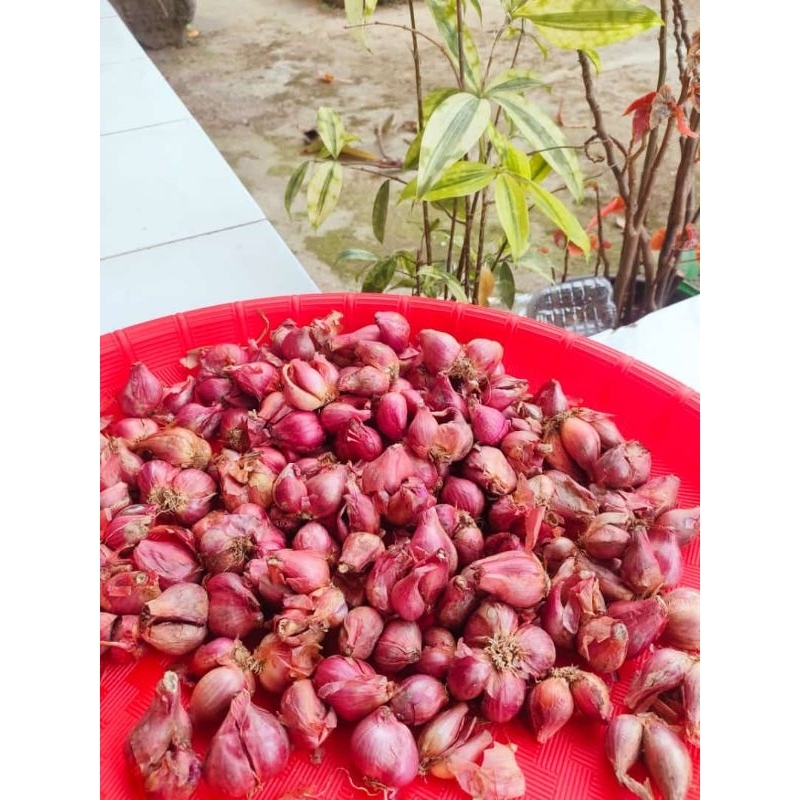 

Bawang Merah Super Premium Thailand 1Kg Garing